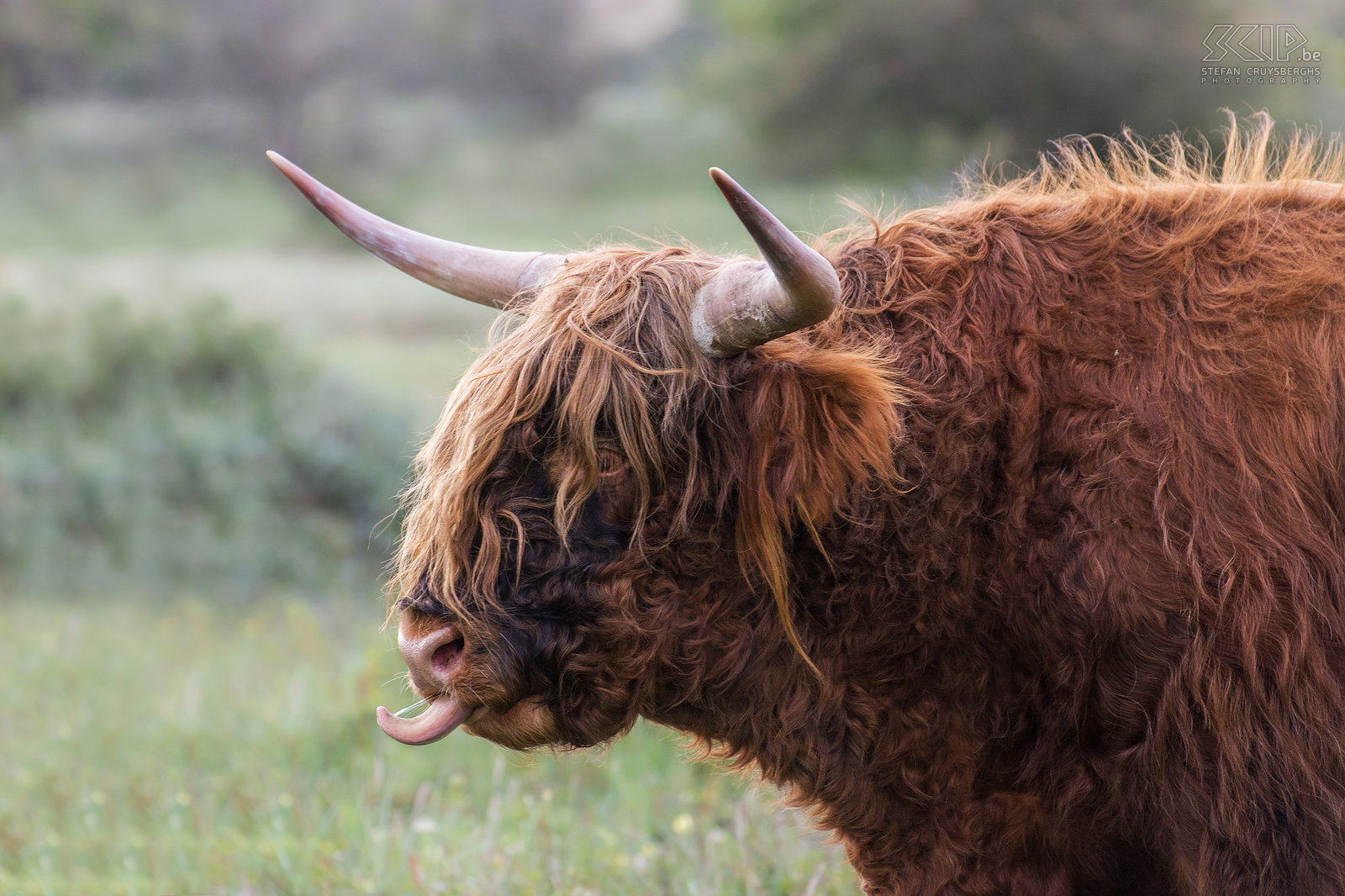 Amsterdamse Waterleidingduinen - Schotse hooglander Er wordt geschat dat er 3000 damherten leven. Er zijn ook vossen, waarvan sommige van hen gewend zijn aan mensen, reeën en vele vogels. We bezochten ook het aangrenzende Nationaal Park Zuid-Kennemerland. We konden de wisenten (Europese bizon), die in het Kraansvlak werden uitgezet in 2007, wel niet terugvinden. We zagen wel een mooie kudde Schotse Hooglanders. Stefan Cruysberghs